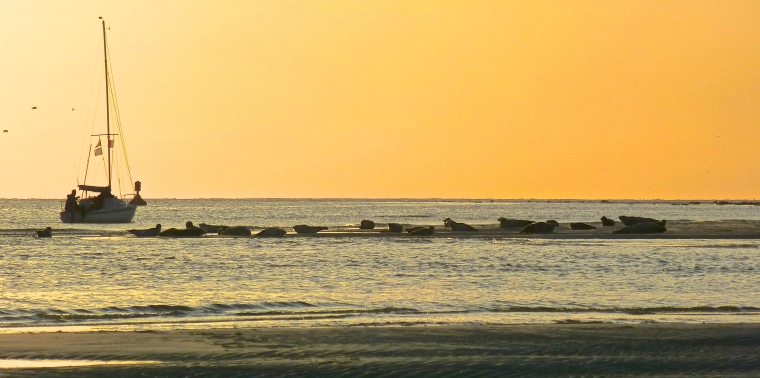 Seals at sunset on the French coast.